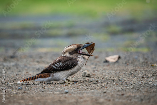 Kookaburra chasing leaves