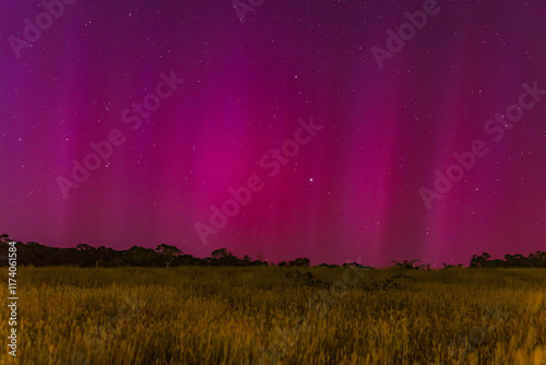 Aurora Australis display lights up the predawn sky in pinks photo