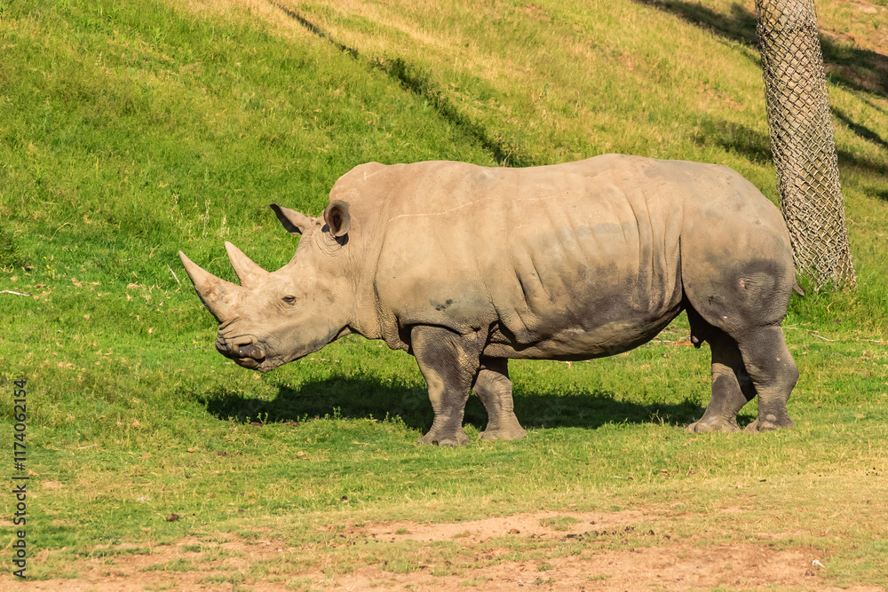 A rhino is walking through a grassy field A rhino is walking through a grassy field