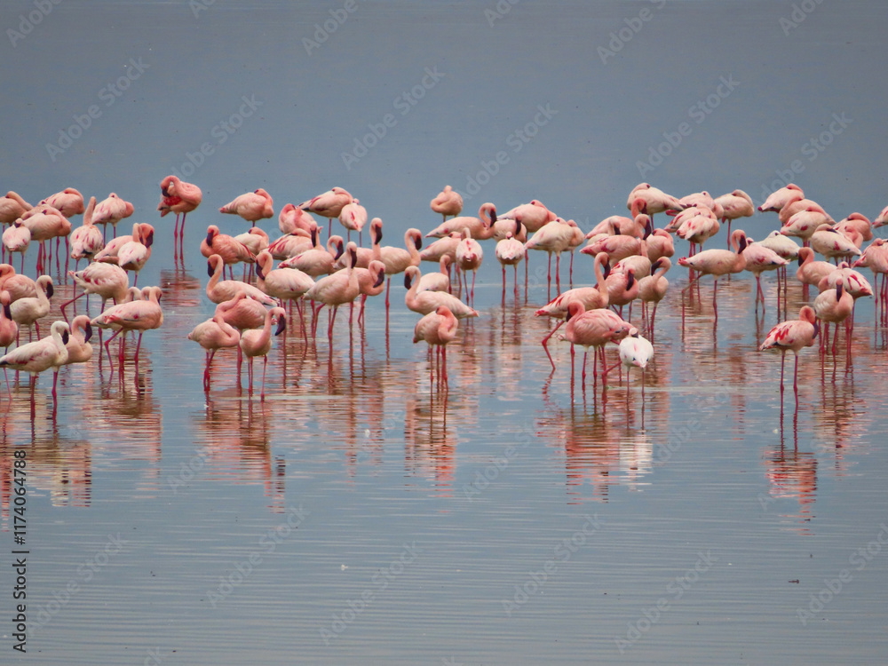 Fototapeta premium flamingos in lake