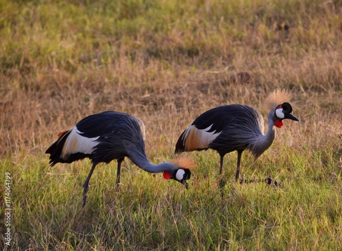 grey crowned crane