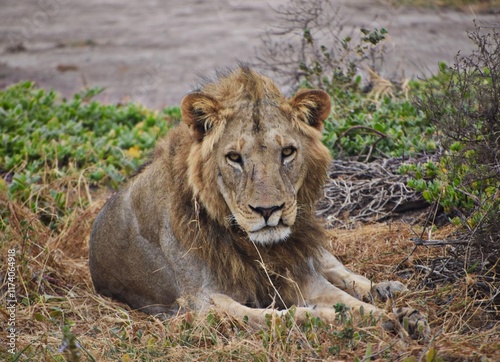 lion portrait