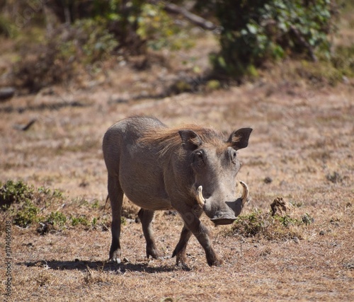 pumba