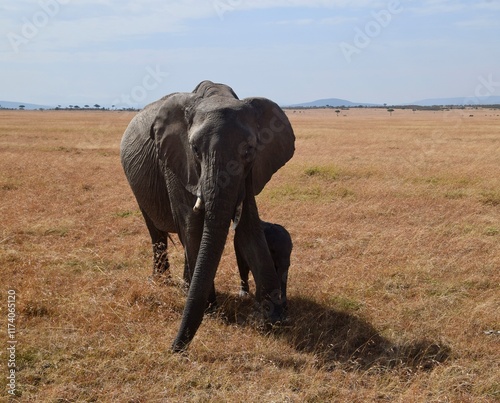 elephant and baby