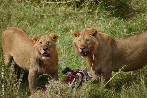 lion and lioness hunting zebra