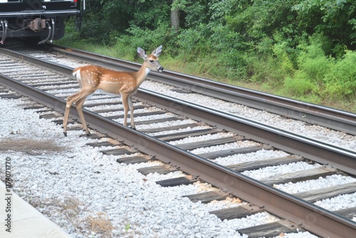 A California Mule Deer (Odocoileus hemionus californicus) is standing by the railroad photo