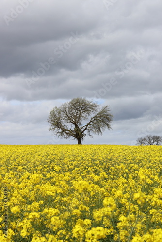 Tree Surrounded by Infinite Field of Yellow Flowers