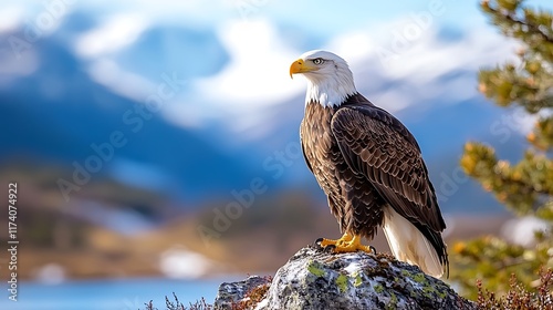 Majestic bald eagle perched on a rock overlooking a serene mountain lake. photo