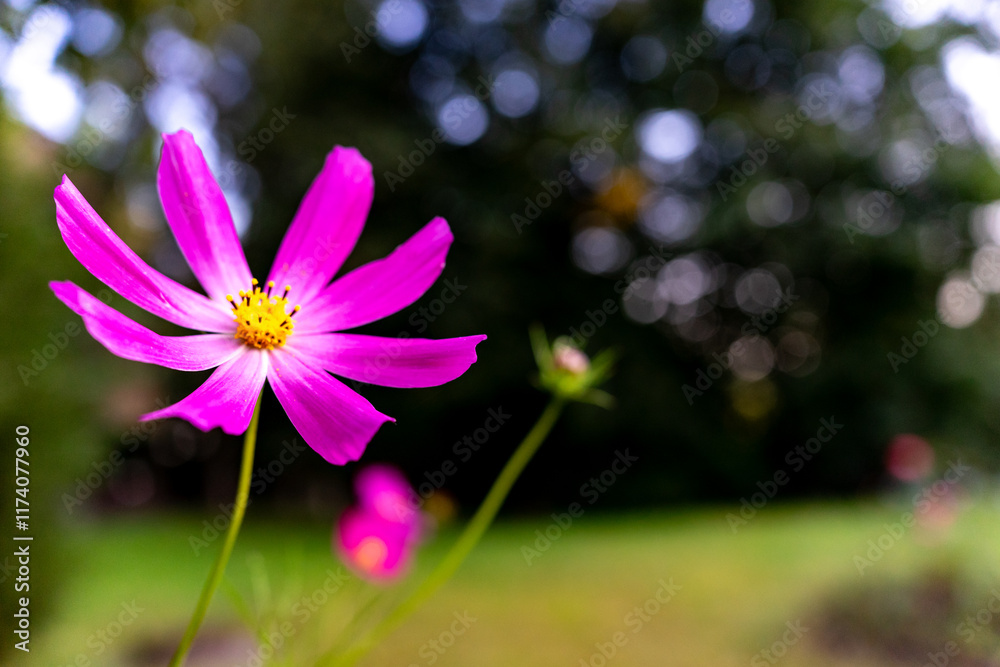 Fototapeta premium Vibrant pink flower blooming in a green garden under natural light
