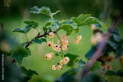 berries of a currant