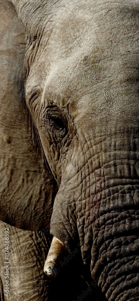 Fototapeta premium afircan elefant