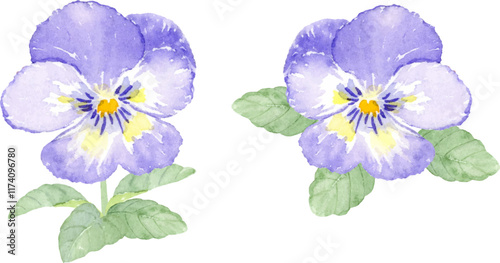 水彩で描いたパンジーの花