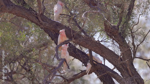 flock of major mitchell's cockatoos rest in a gidgee tree photo