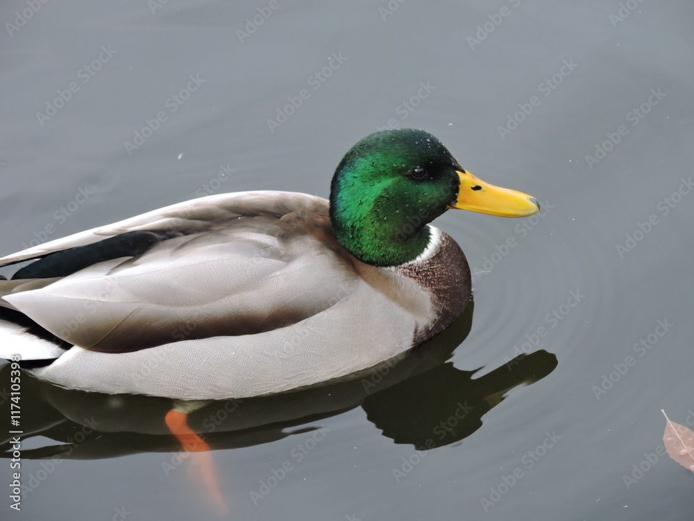 Fototapeta premium duck on the water