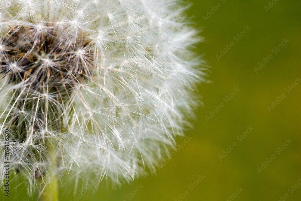 Fototapeta premium A shot of a dandelion seed head, its delicate white seeds radiating outwards from a central brown core.