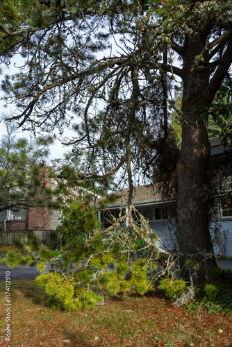 After the storm, large branch broken on pine tree in a windstorm, residential yard weather damage
