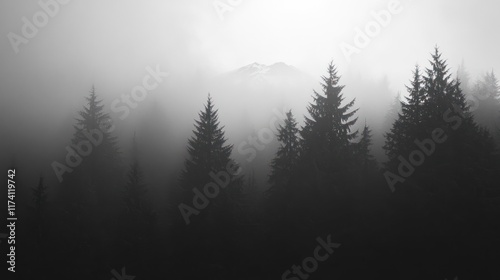 Misty Mountain Peak Behind Silhouetted Evergreen Trees
