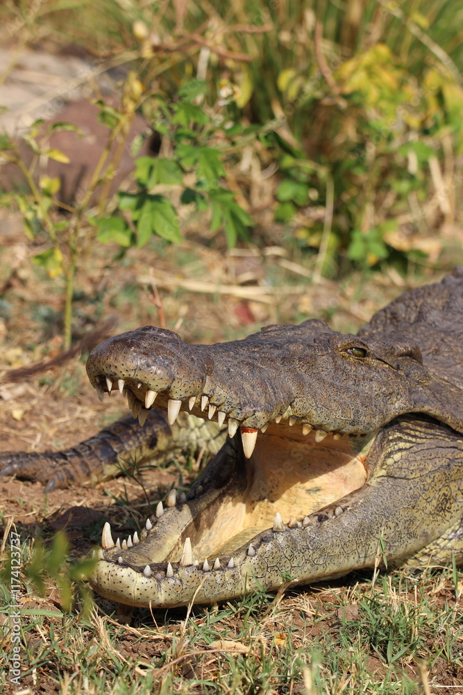 Obraz premium crocodil in chobe nationalark