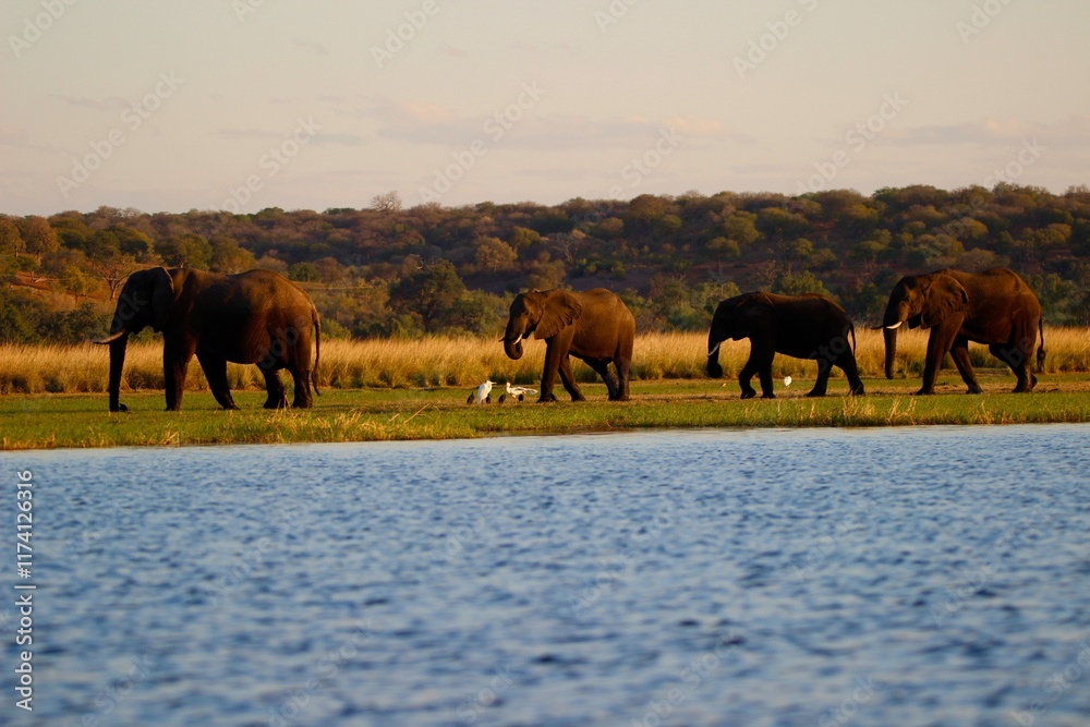 Naklejka premium elephants in sunset