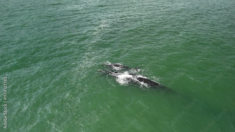 Wild Whale Ocean Africa Group Swim Wild Whale Ocean Africa Group Swim