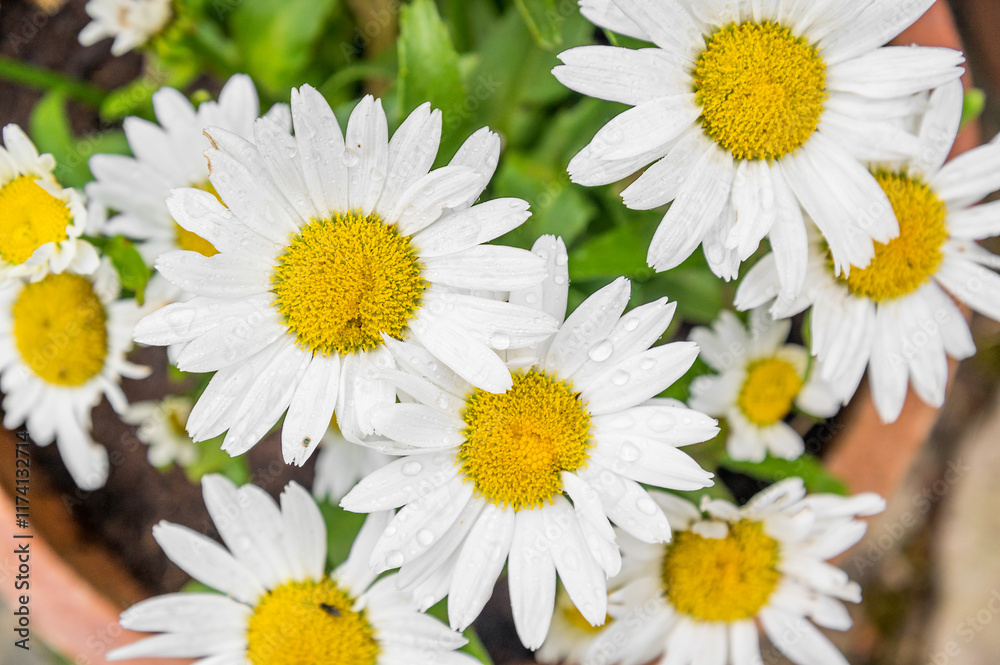 Obraz premium daisies