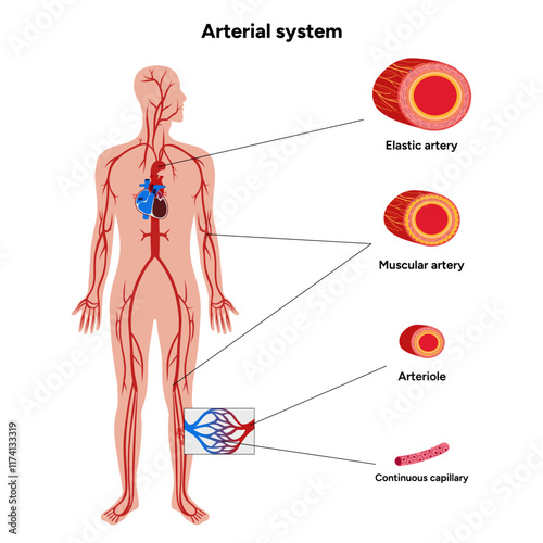 Vital Pathways Humans arterial system
