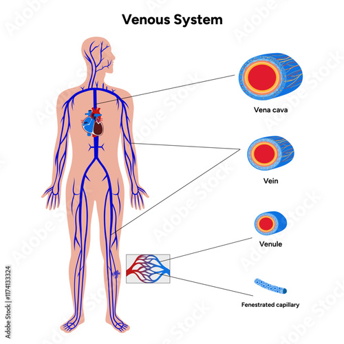 Vital Pathways Humans venous system