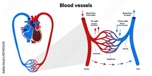 Vital Pathways of Double Circulation in Humans Oxygen Transport in the Body and types of blood vessels