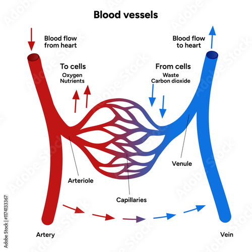 Vital Pathways of Double Circulation in Humans Oxygen Transport in the Body and types of blood vessels