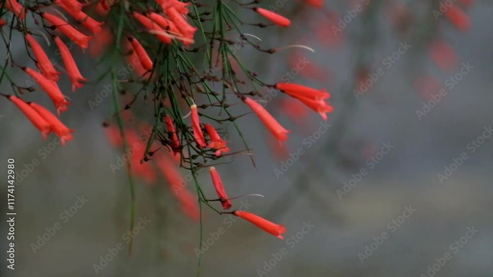 The orange flowers of the fountainbush or Russelia equisetiformis sway in the wind. Real time raw video no edit.Footage 4K,60Fps The orange flowers of the fountainbush or Russelia equisetiformis sway in the wind. Real time raw video no edit.Footage 4K,60Fps
