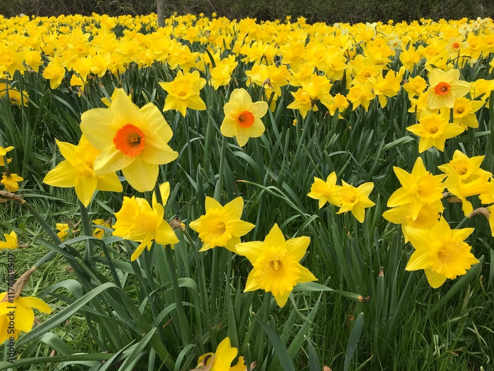 Fototapeta premium daffodils in Canada