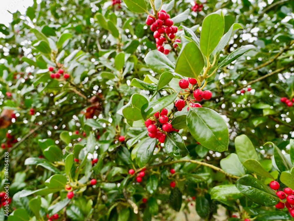 Obraz premium Red berries on branches of the holly (Ilex aquifolium) cultivar 'J. C. Van Tol', common holly, English holly, European holly, or Christmas holly. France