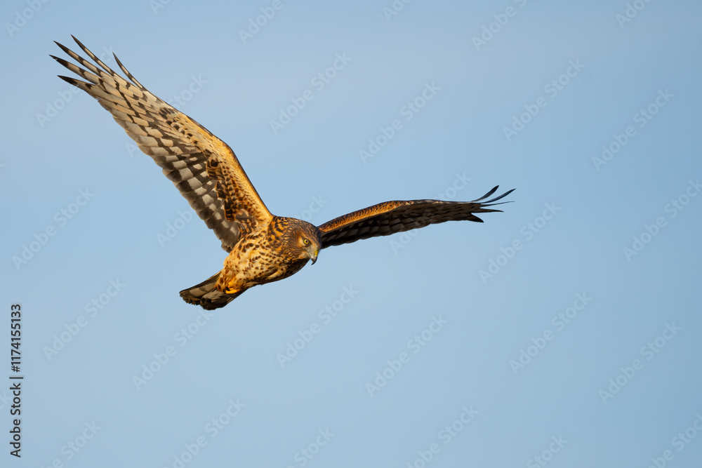 Fototapeta premium Beautiful Female Northern Harrier Hunts on a Sunny Winter Day