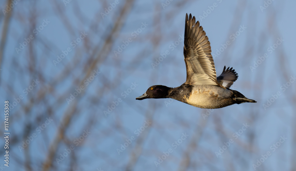 Obraz premium Portrait of Male Scaup Diving Duck in Flight