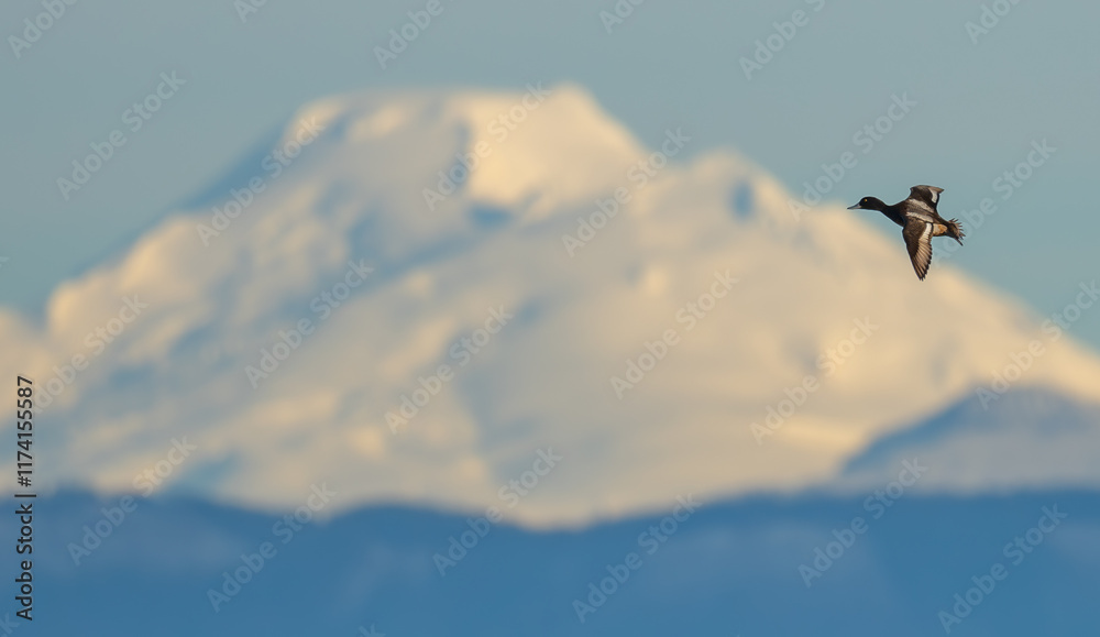 Portrait of Male Scaup Diving Duck in Flight With Mountains Portrait of Male Scaup Diving Duck in Flight With Mountains