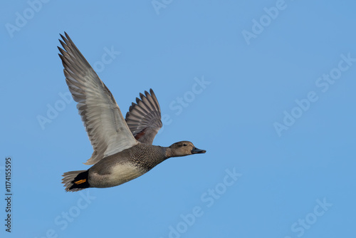 Male Gadwall Duck Makes a Close Pass at the Blind