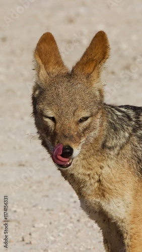 hungry schakal photo