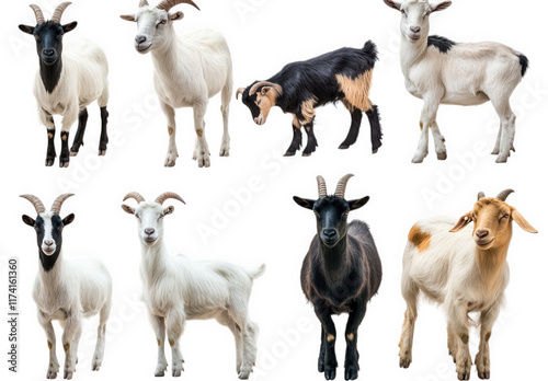 variety of goats. showcasing different breeds and colors. all standing against a white background this collection highlights the diversity in goat appearance. making it suitable for educational. agric photo