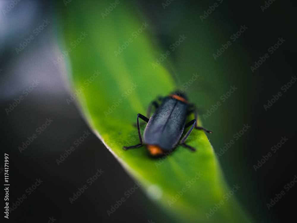 Insect on a leaf Insect on a leaf