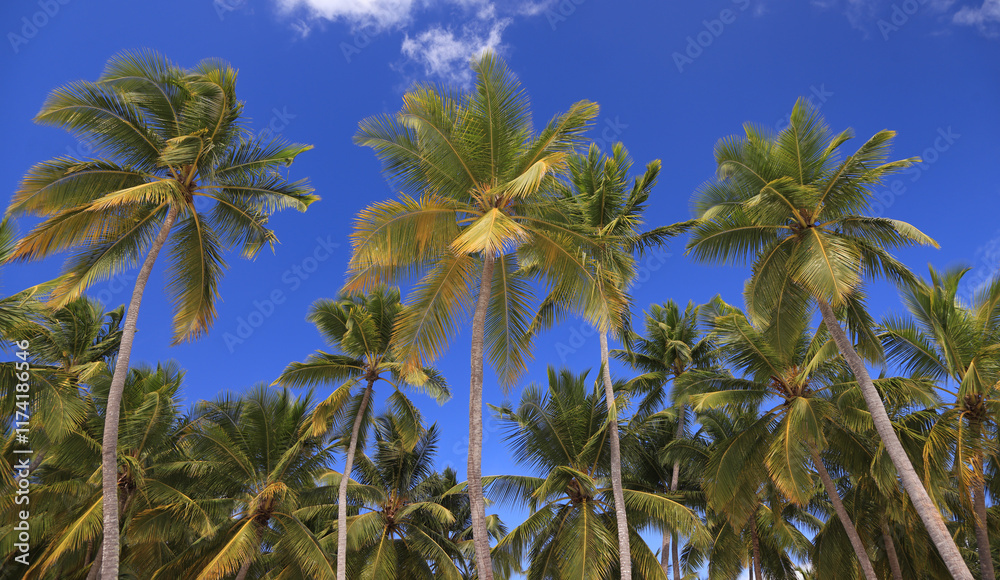 Palm trees with blue sky background, Saona Island, Dominican Republic Palm trees with blue sky background, Saona Island, Dominican Republic