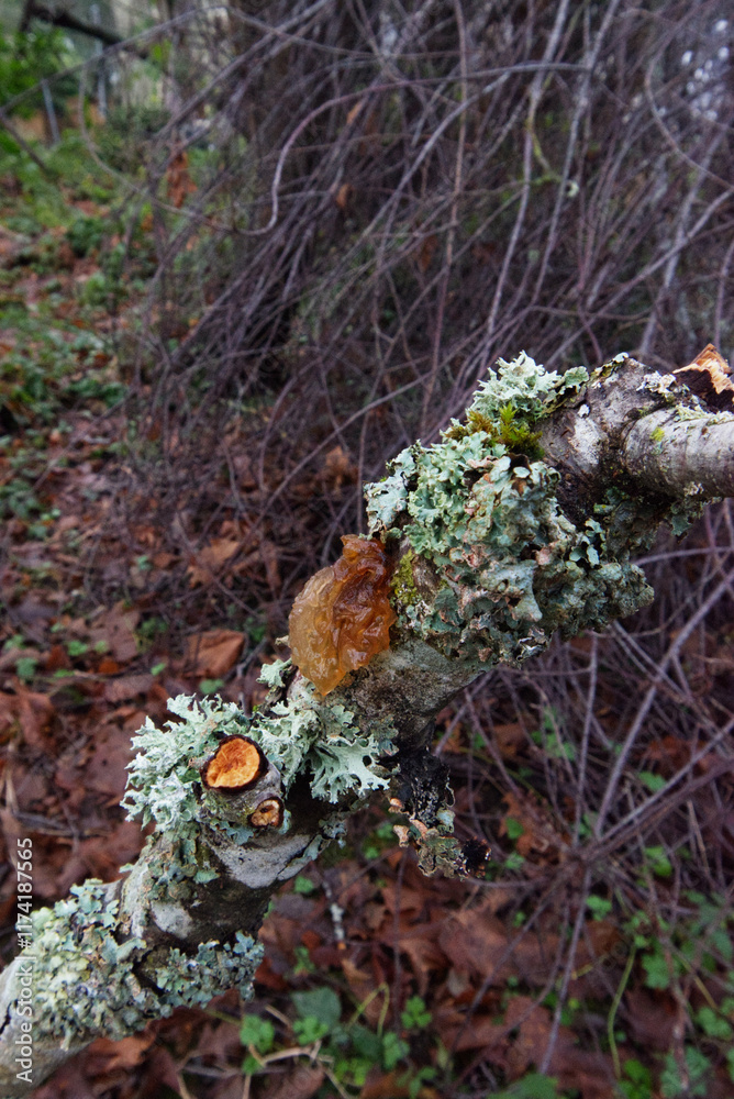Obraz premium Leafy Brain (Tremella foliaceae)