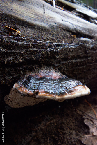 Ochre-banded Conk (Fomitopsis ochracea)
 photo