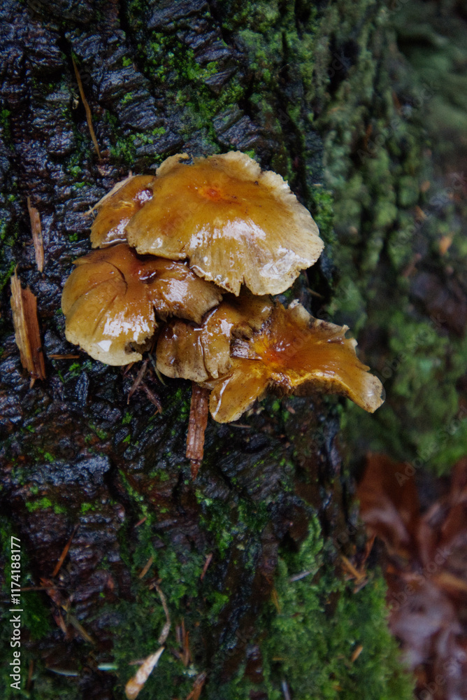 Fototapeta premium sulphur tuft or clustered woodlover (Hypholoma fasciculare)