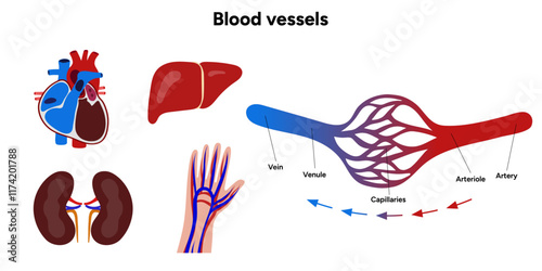 Vital Pathways of Double Circulation in Humans Oxygen Transport in the Body and types of blood vessels liver heart hand and kidney 