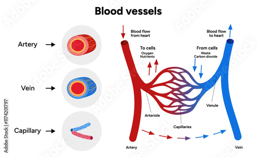 Vital Pathways of Double Circulation in Humans Oxygen Transport in the Body and types of blood vessels artery veins capillary 