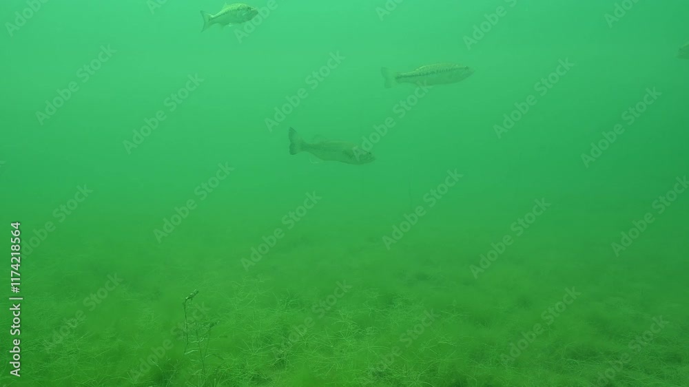 Largemouth Bass Micropterus nigricans Swimming in cloudy freshwater lake.