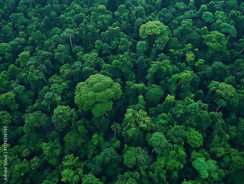 Immense Expansive Tropical Jungle Dense Green Forest Canopy Overlooking Biodiverse Rainforest Wild Habitat Nature : Generative AI Immense Expansive Tropical Jungle Dense Green Forest Canopy Overlooking Biodiverse Rainforest Wild Habitat Nature : Generative AI