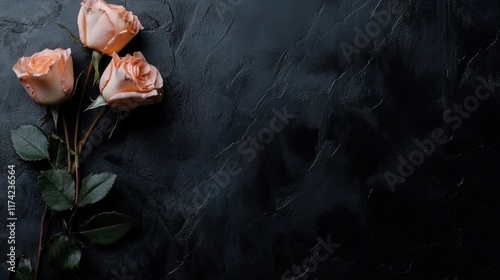 Three soft pink roses on a dark textured background, evoking elegance and romance.