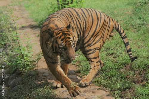Obraz na płótnie A Sumatran tiger turned around on a rock w salonie