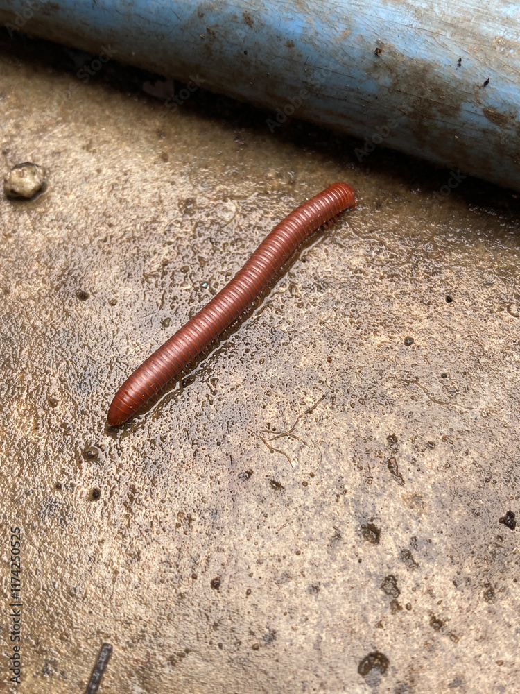 close up millipede on the ground close up millipede on the ground